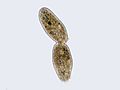 Unk.cilliate