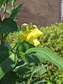 Vigna angularis var. nipponensis 4