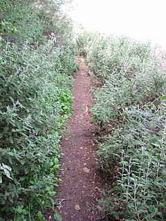 Archivo:Yagur – Nesher, the Green Path – Mount Carmel 074