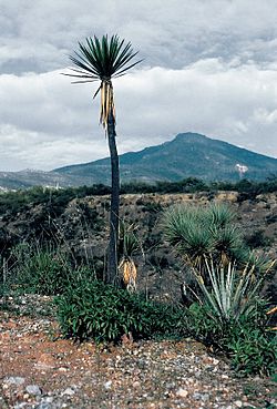 Yucca mixtecana fh 0380 MEX B.jpg
