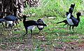 ZOOCRÍA DE PAUJÍ EN SEMICAUTIVERO