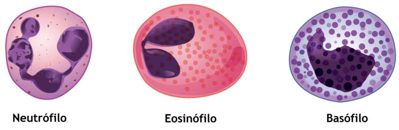 1907 Granular Leukocytes-es