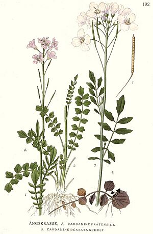 Archivo:192 Cardamine pratensis