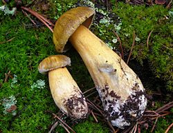 2010-08-12 Suillus tomentosus 98952.jpg