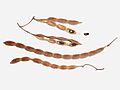 A.saligna - seedpods & seeds-1