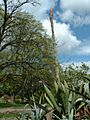Agave atrovirens01
