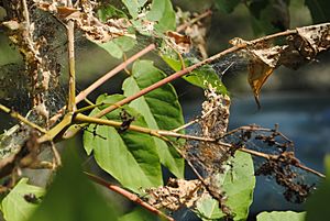 Archivo:Ailanthus webworm in Ailanthus altissima tree