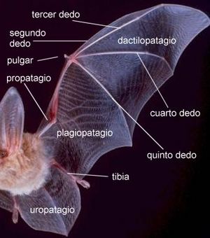 Archivo:Ala de murciélago 2 (morfología)