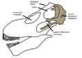 Amargasaurus skull