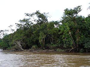 Archivo:Amazon river