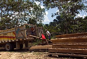 Archivo:Amazonas-Wood-production