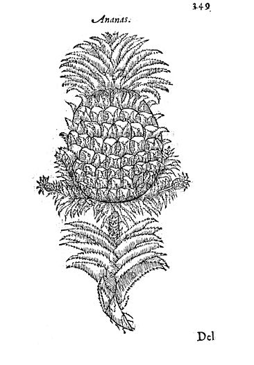 Ananas acosta