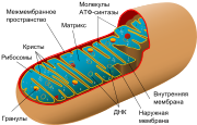 Archivo:Animal mitochondrion diagram ru