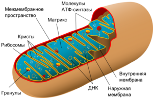 Archivo:Animal mitochondrion diagram ru