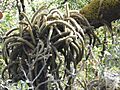 Aporocactus martianus 8