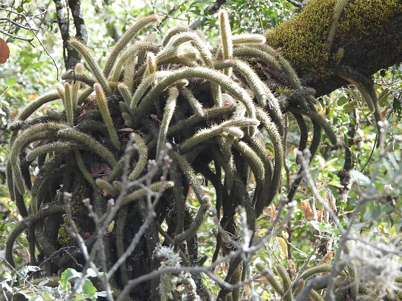Aporocactus martianus 8