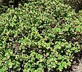 Arctostaphylos confertiflora 1