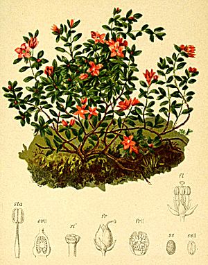 Archivo:Azalea procumbens Atlas Alpenflora
