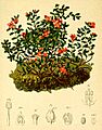 Azalea procumbens Atlas Alpenflora