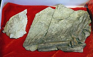 Archivo:Beipiaosaurus-Paleozoological Museum of China