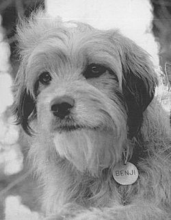 Benji and Cat Publicity 1977.jpg