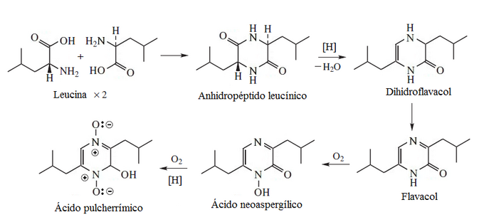 Archivo:Biosíntesis del ácido pulcherrímico