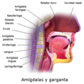 Blausen 0861 Tonsils&Throat Anatomy2-esp