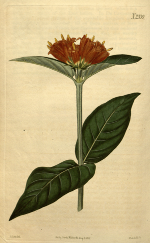 Archivo:Botanical Magazine 2339 (pl) Burchellia bubalina