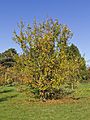 Botanischer Garten Berlin-Dahlem 10-2014 photo08 Malus sieversii