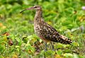 Bristle-thighed Curlew