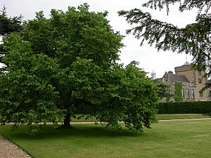 Archivo:Canons Ashby House and Mulberry Tree - geograph.org.uk - 22987