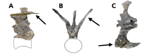 Archivo:Carnotaurus-tail-vertebra-caudal-ribs