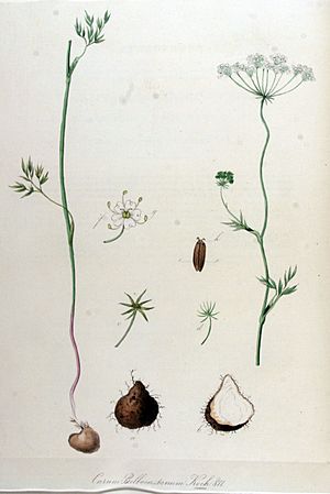 Archivo:Carum bulbocastanum — Flora Batava — Volume v11