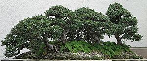 Archivo:Chinese Elm, 1988-2007