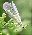 Chrysopidae 3035