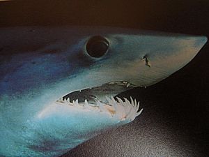Archivo:Close up of mako shark head 005