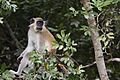 Comoe Green monkey