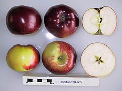 Cross section of Obelisk, National Fruit Collection (acc. 1999-027).jpg