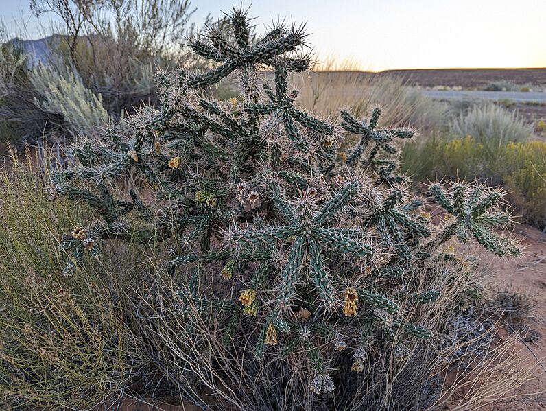 Cylindropuntia whipplei 13