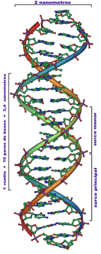 Archivo:DNA Overview es