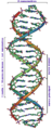 DNA Overview es