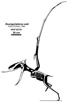 Archivo:Dsungaripterus skeletal
