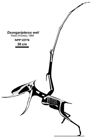 Archivo:Dsungaripterus skeletal