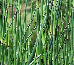 Equisetum giganteum 2 ies.jpg
