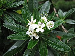 Escallonia bifida 5074.jpg
