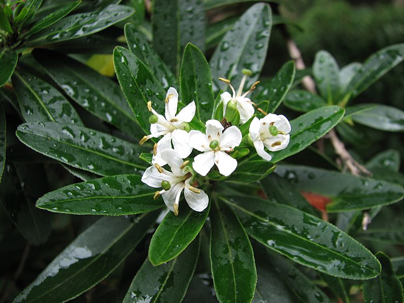 Escallonia bifida 5074