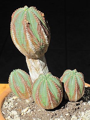 Archivo:Euphorbia hybrid 11