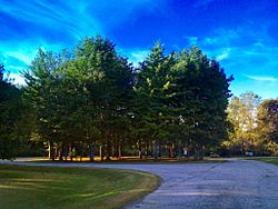 Fieldstone Ave. Trees - panoramio.jpg