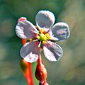 Flower of Pink Sundew (Drosera capillaris) - Jonathan Dickinson State Park