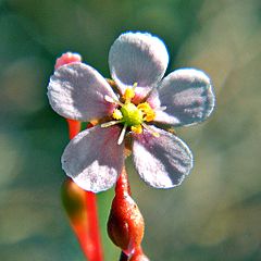 Archivo:Flower of Pink Sundew (Drosera capillaris) - Jonathan Dickinson State Park